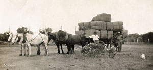 Wool Transportation