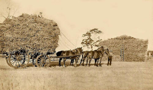 Carting and stacking hay on Bothe's Inglewood Farm in Coorow